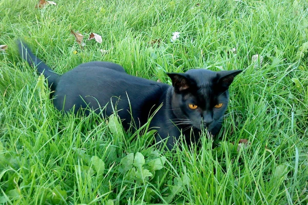 Bombay cat