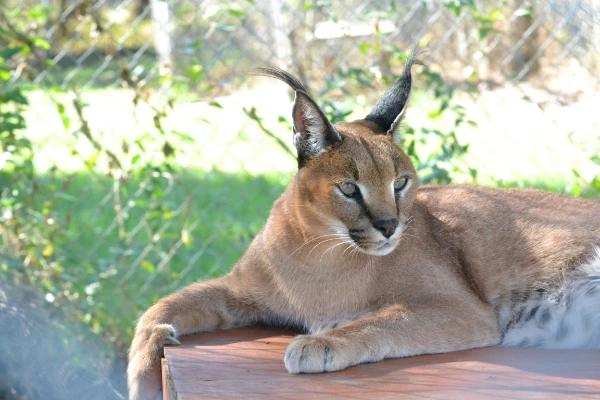 Caracal