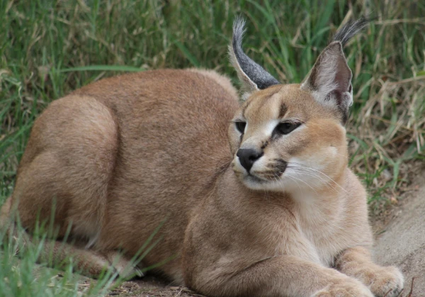 Caracal