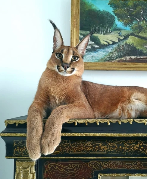 Caracal