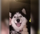 Found,Alaskan Malamute