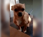 Found,Chihuahua