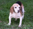 Missing adult Male and senior Female beagle pair