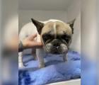 Found,French Bulldog