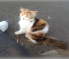 Found,Domestic cat - medium fluffy hair