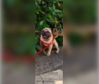 見つかった CHAMP,PUG