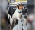 Missing,JACK RUSSELL MIX