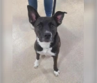 Missing,Staffordshire Bull Terrier mix