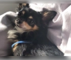Found Sparky,Chihuahua