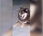 Found,Finnish Lapphund