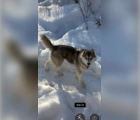 Found Локки,Siberian Husky