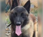 Found,Berger belge malinois